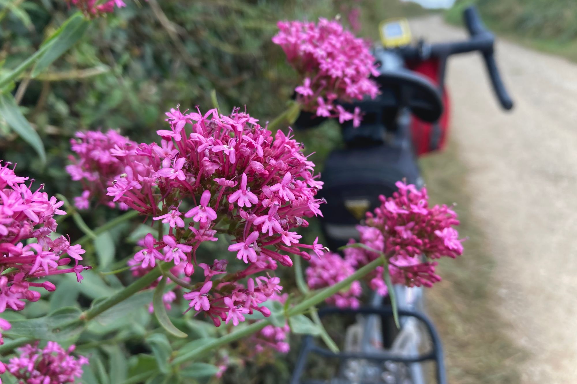 A bike is parked on the edge of a track, behind pink flowers.