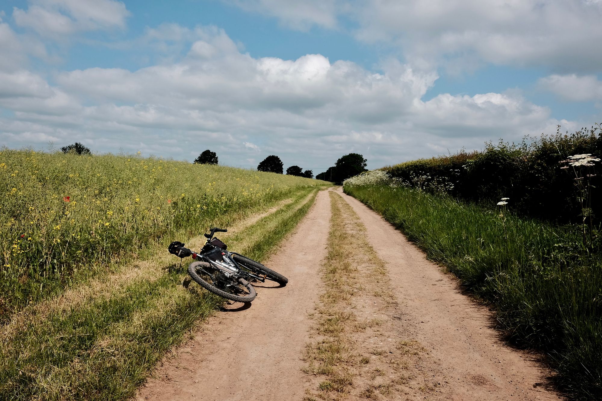 A grey bike lays on its side on the edge of a brown dirt track beside a field of crops, which is full of yellow flowers.