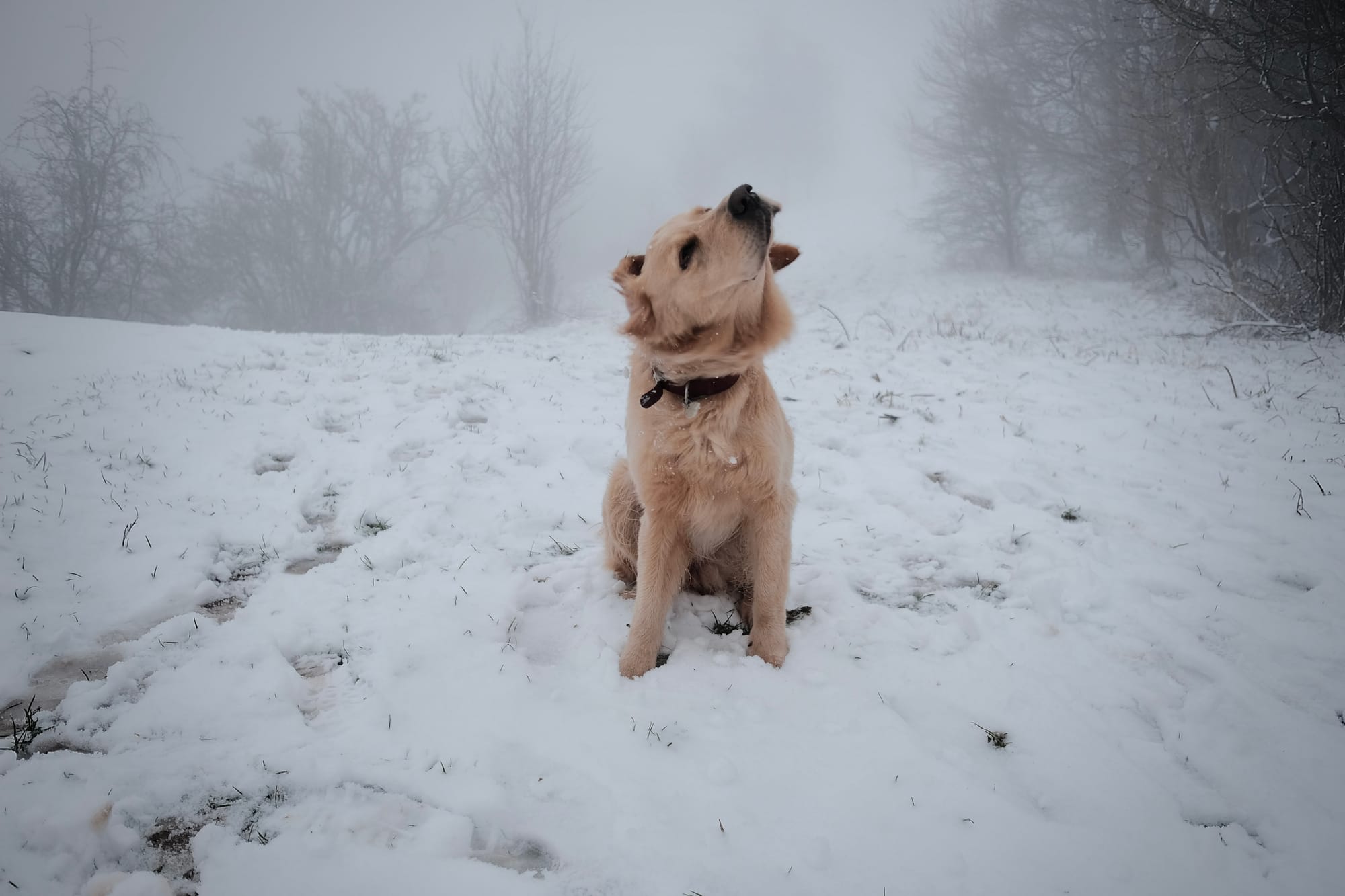 A Golden Retriever dog shakes itself in the snow, silhouettes of trees just visible through the low cloud.