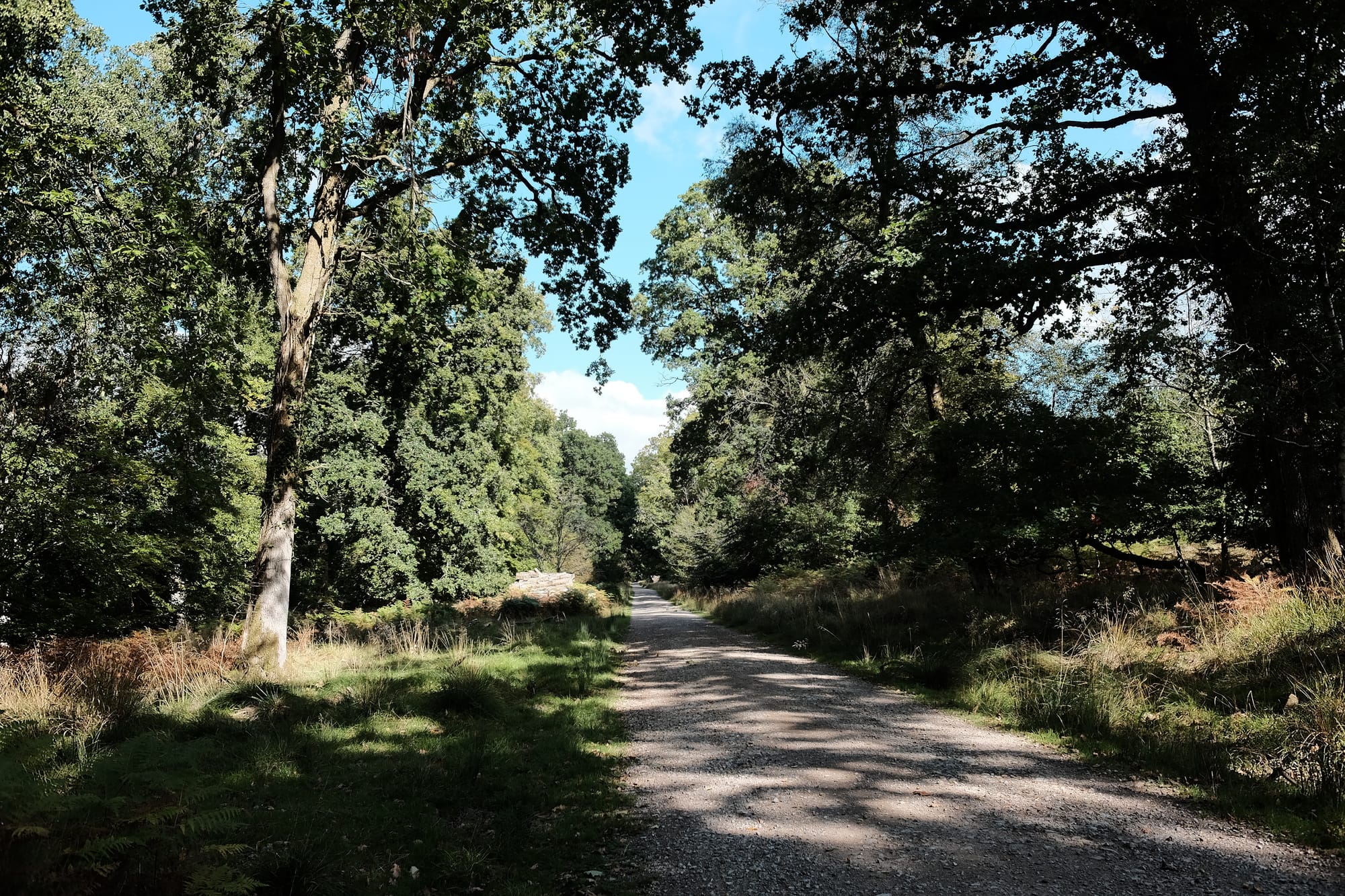 A straight grey gravel track stretches into the distance amon a dense green woodland.