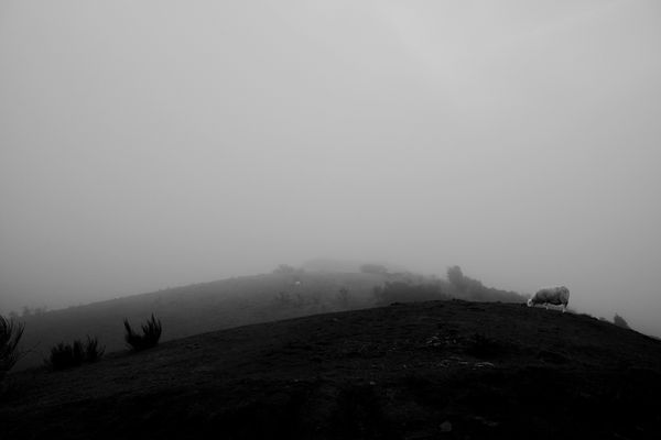 Sheep graze on a hill covered by low cloud.