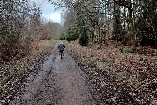 A child cycles away from the camera up a forest track.
