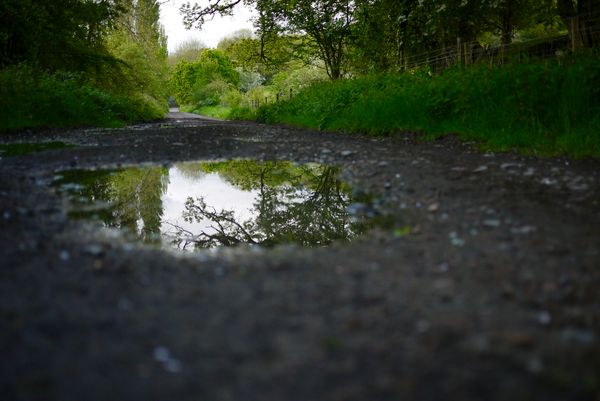 Trees and sky reflecting in a puddle on a rural track bordered by lush green undergrowth.