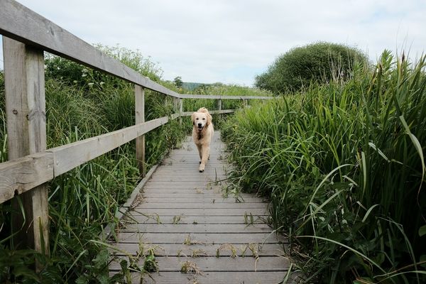 The incident of the curious dog on the Thames Path