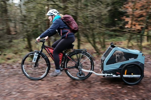 A woman cycles through a forest pulling a bike trailer with a Golden Retriever puppy onboard.