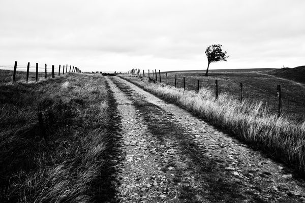 A black and white photo of a stony track heading over a bare hill with a single windswept tree.