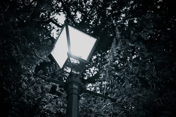 A gas lamp illuminates the tree that surrounds it.